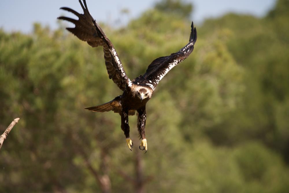 Ornithologie und Fotografie im Doñana